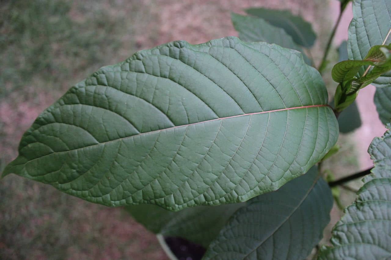 kratom leaf